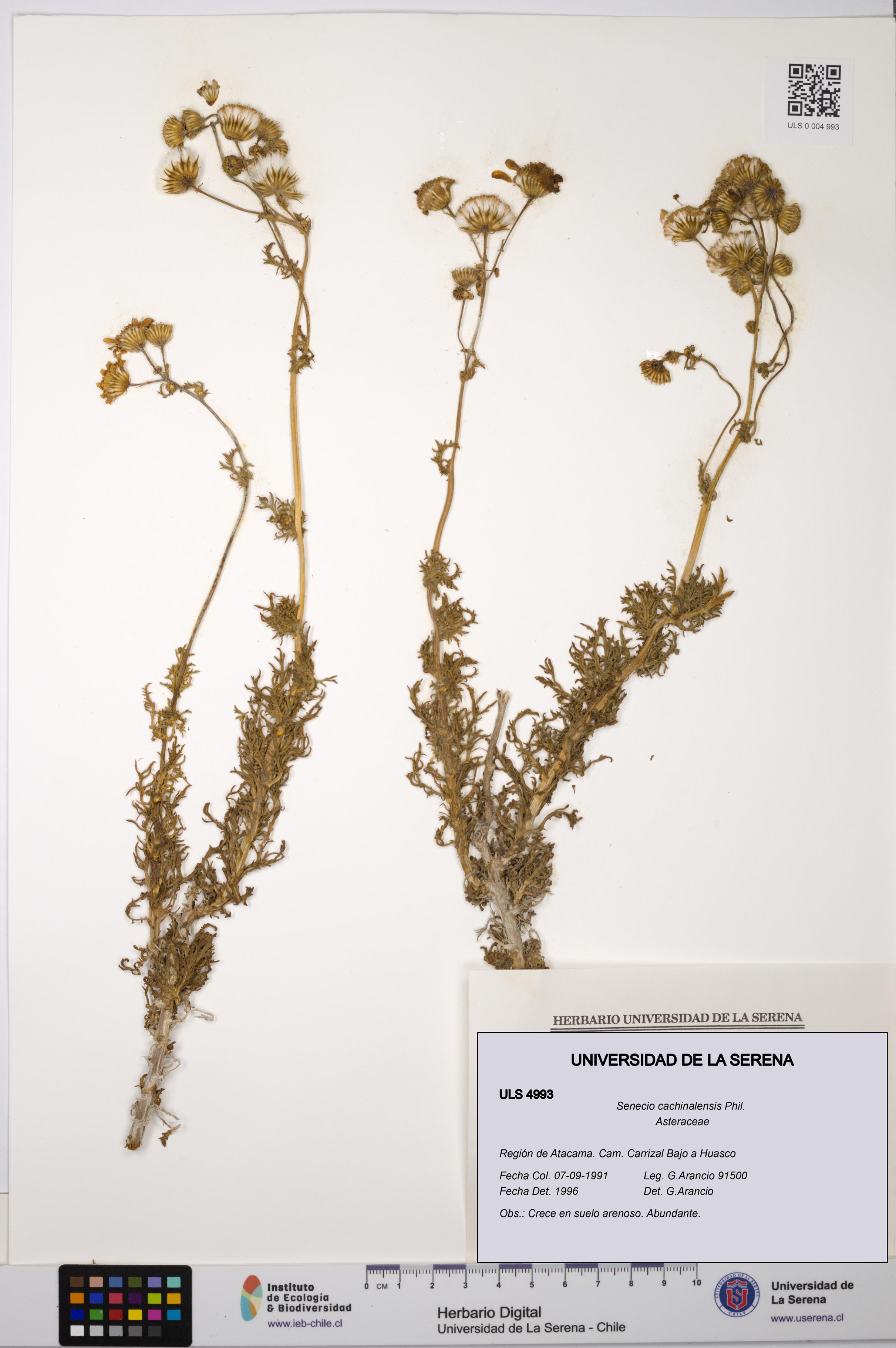 Senecio cachinalensis [Espécimen: ULS:ULS:0004993]