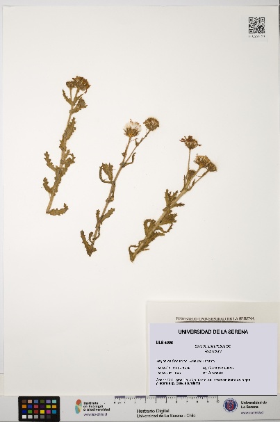 Senecio sinuatilobus [Espécimen: ULS:ULS:0004998]