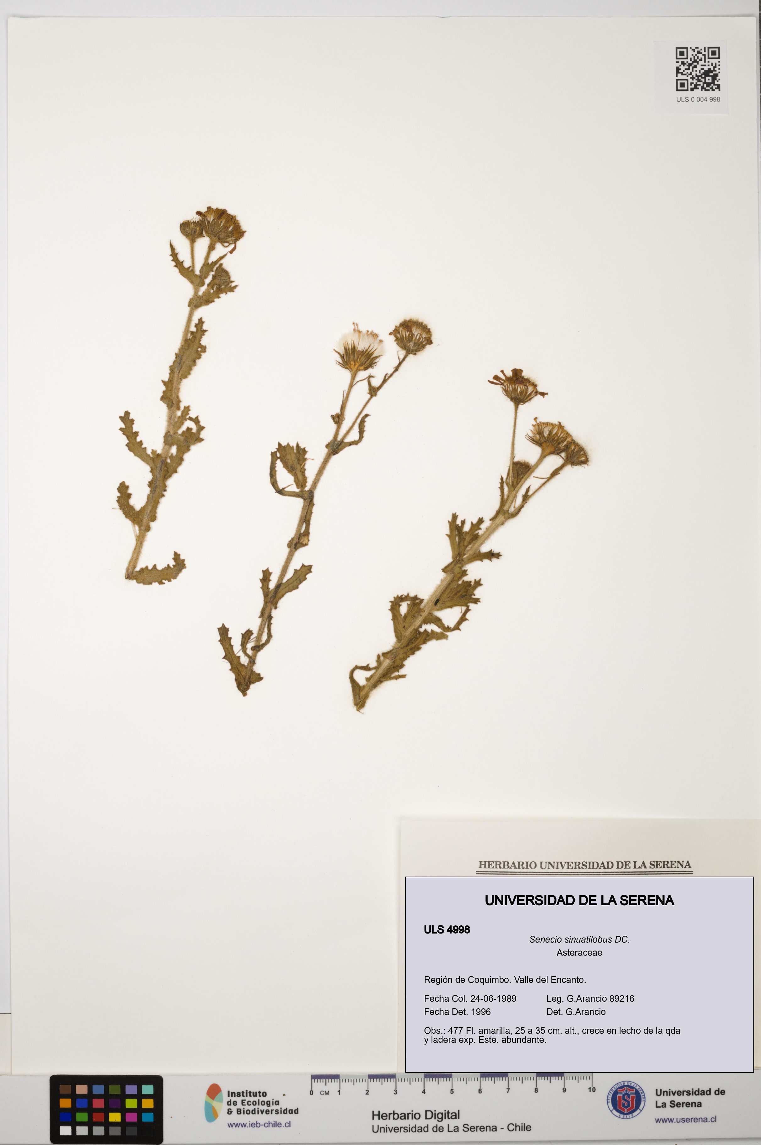 Senecio sinuatilobus [Espécimen: ULS:ULS:0004998]