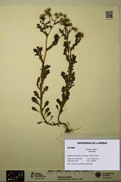 Senecio vulgaris [Espécimen: ULS:ULS:0005000]