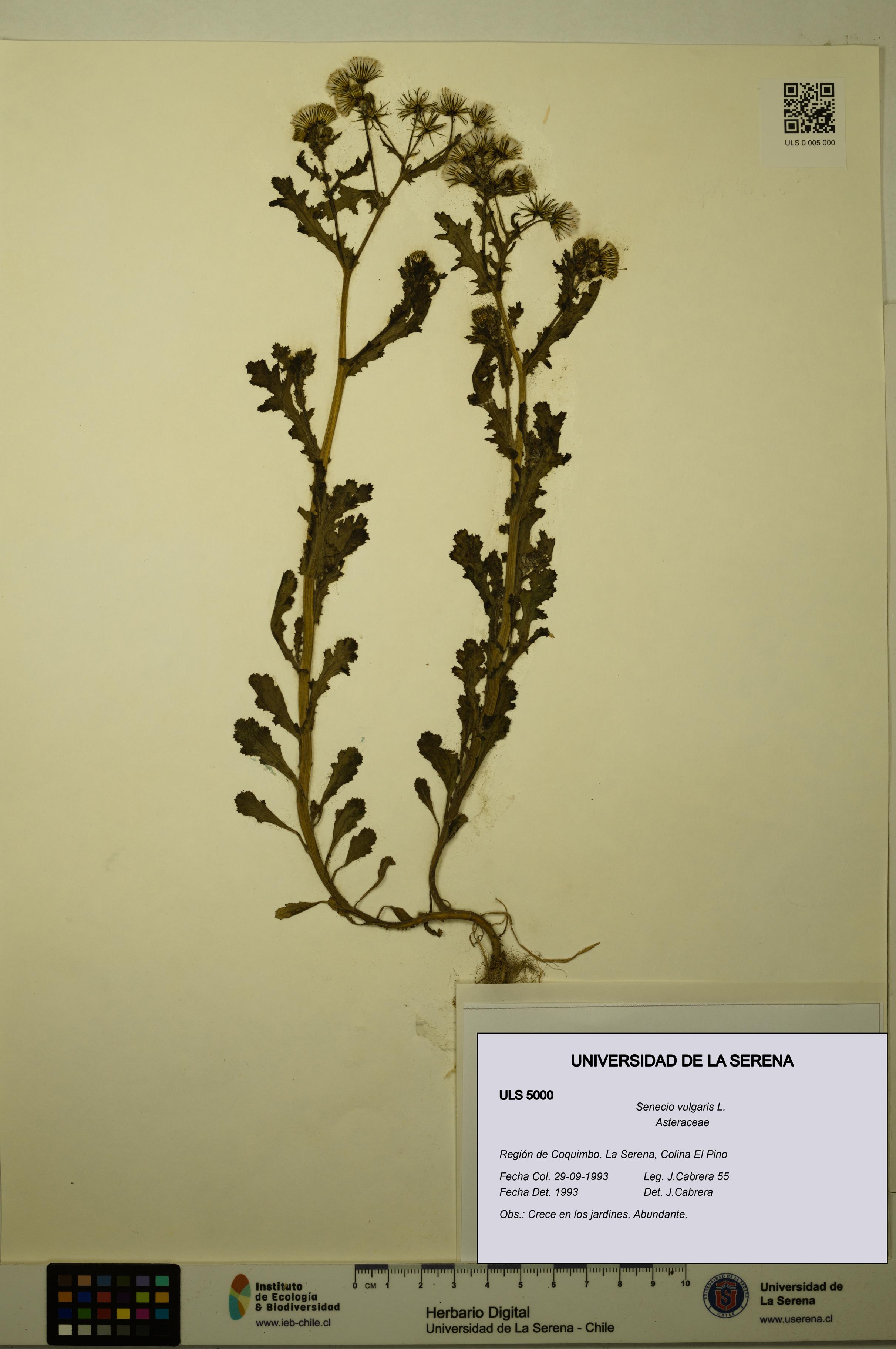 Senecio vulgaris [Espécimen: ULS:ULS:0005000]
