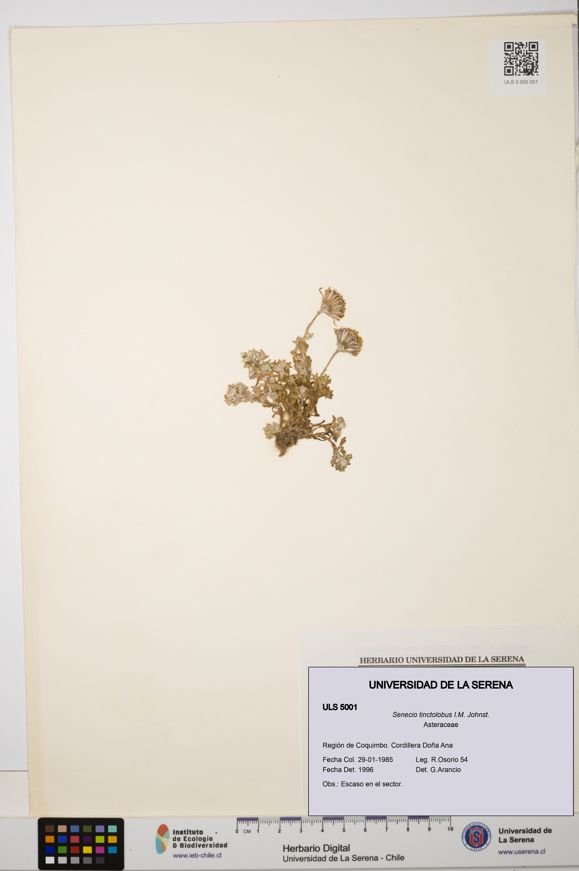 Senecio tinctolobus [Espécimen: ULS:ULS:0005001]