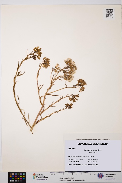 Senecio murorum [Espécimen: ULS:ULS:0005002]