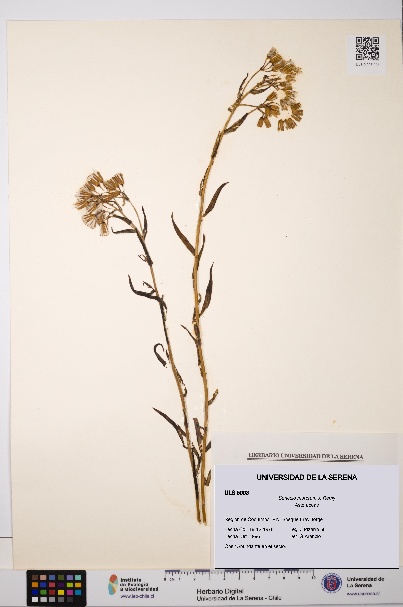 Senecio murorum [Espécimen: ULS:ULS:0005003]