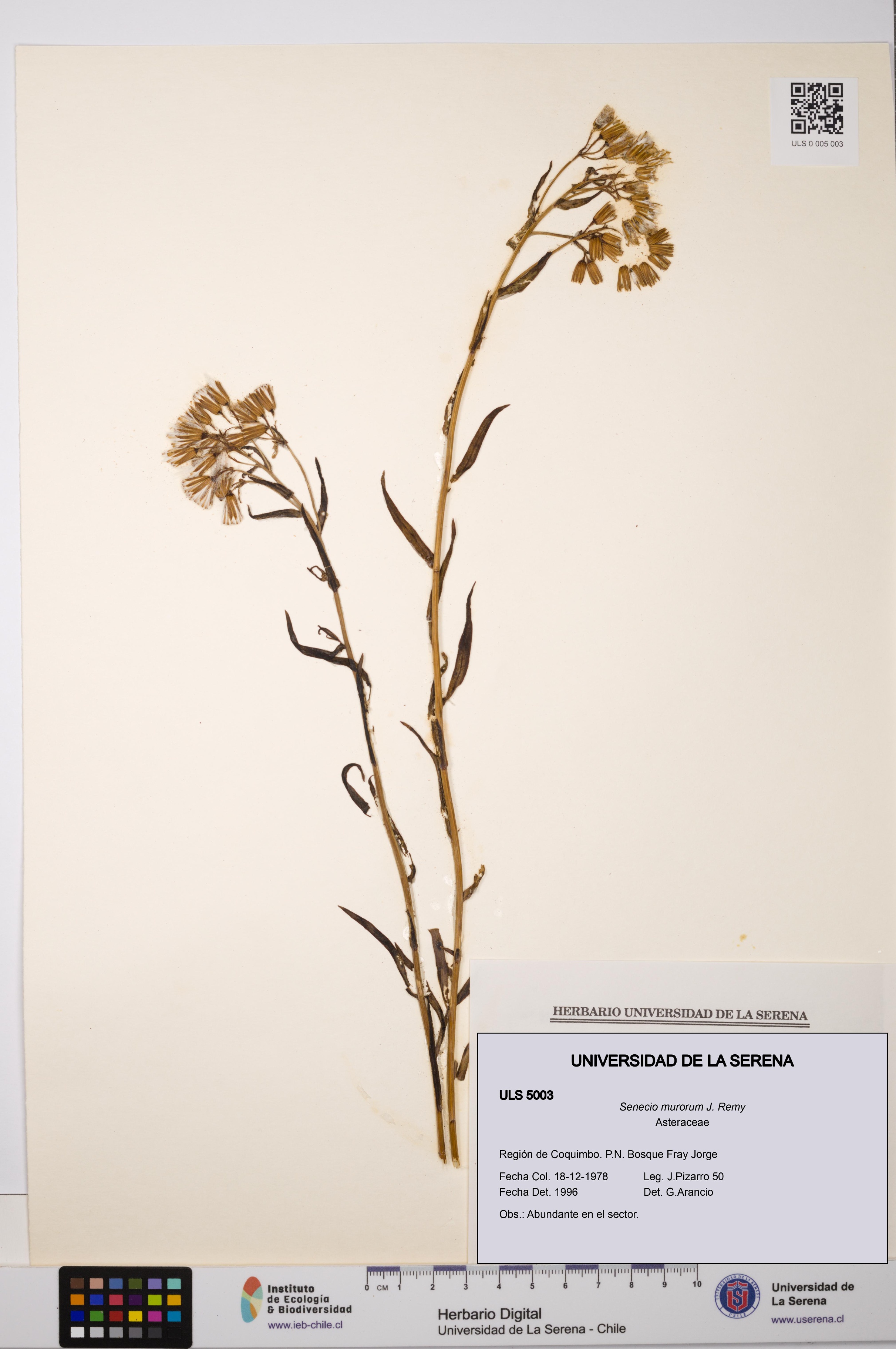 Senecio murorum [Espécimen: ULS:ULS:0005003]