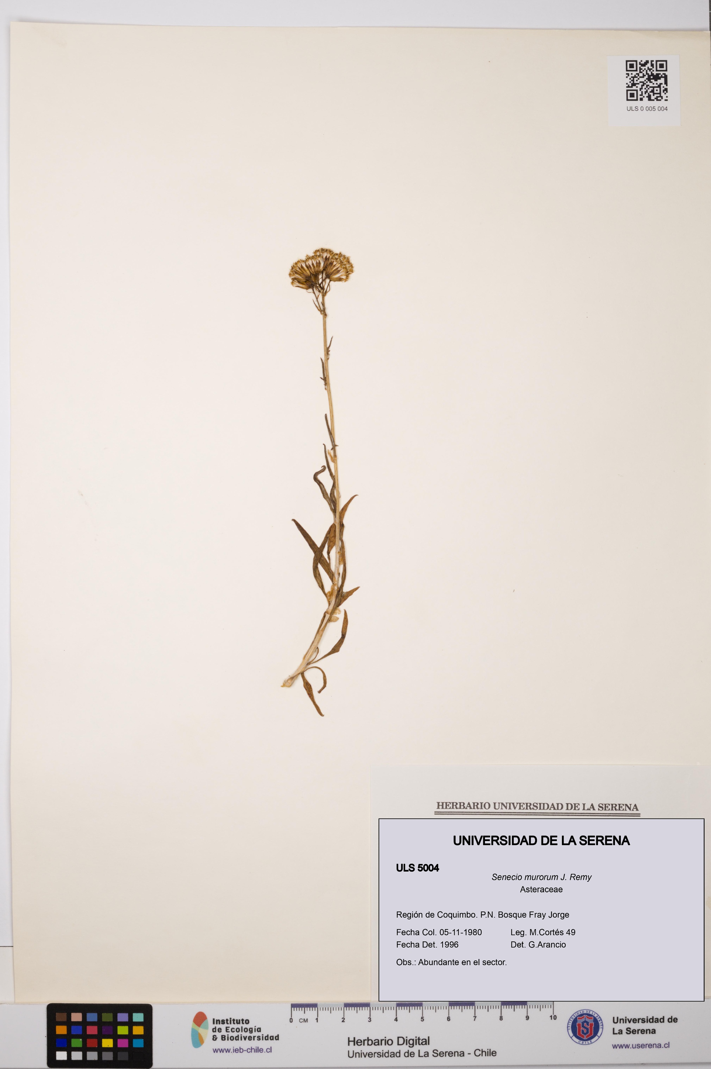 Senecio murorum [Espécimen: ULS:ULS:0005004]