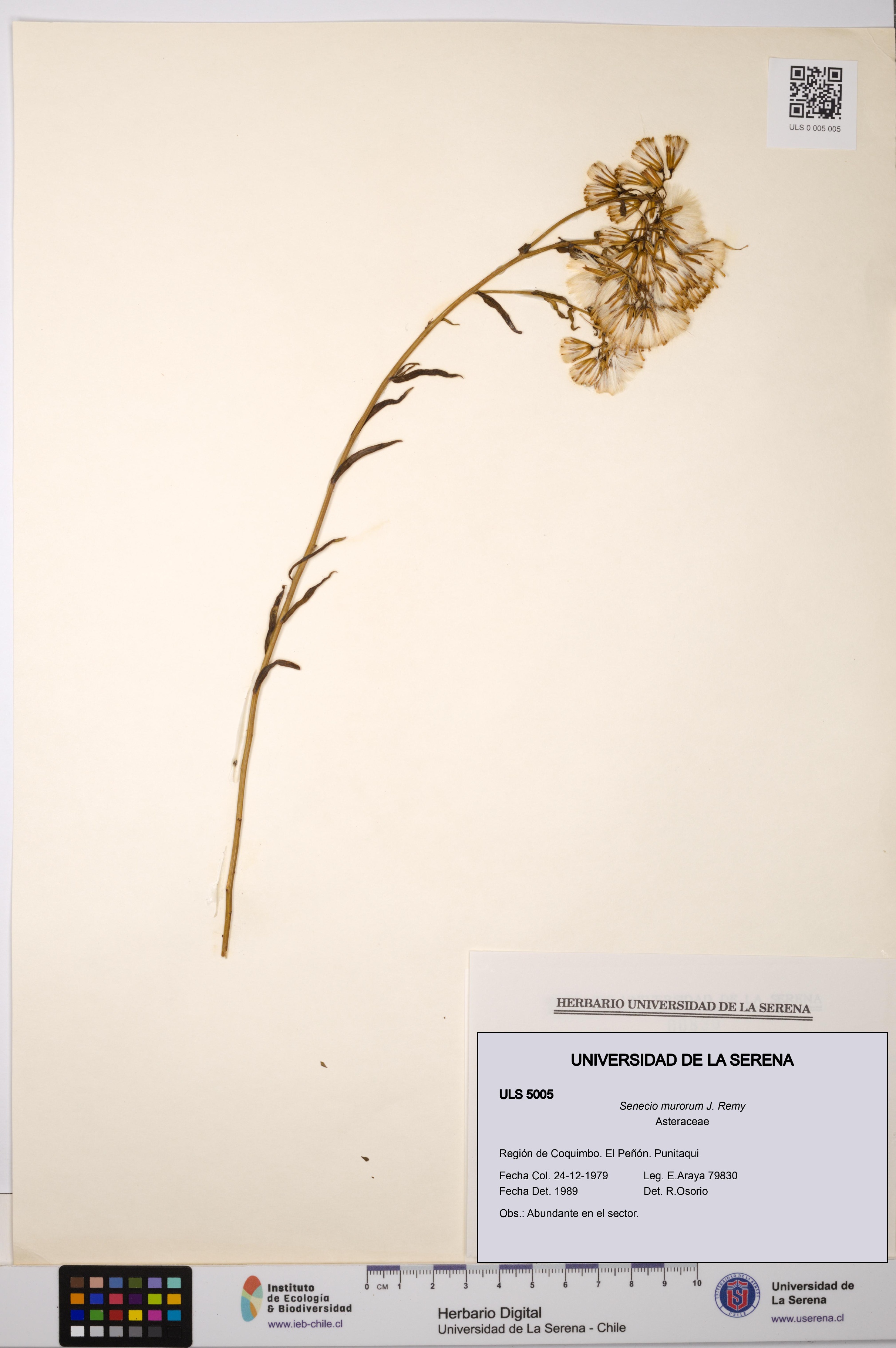 Senecio murorum [Espécimen: ULS:ULS:0005005]