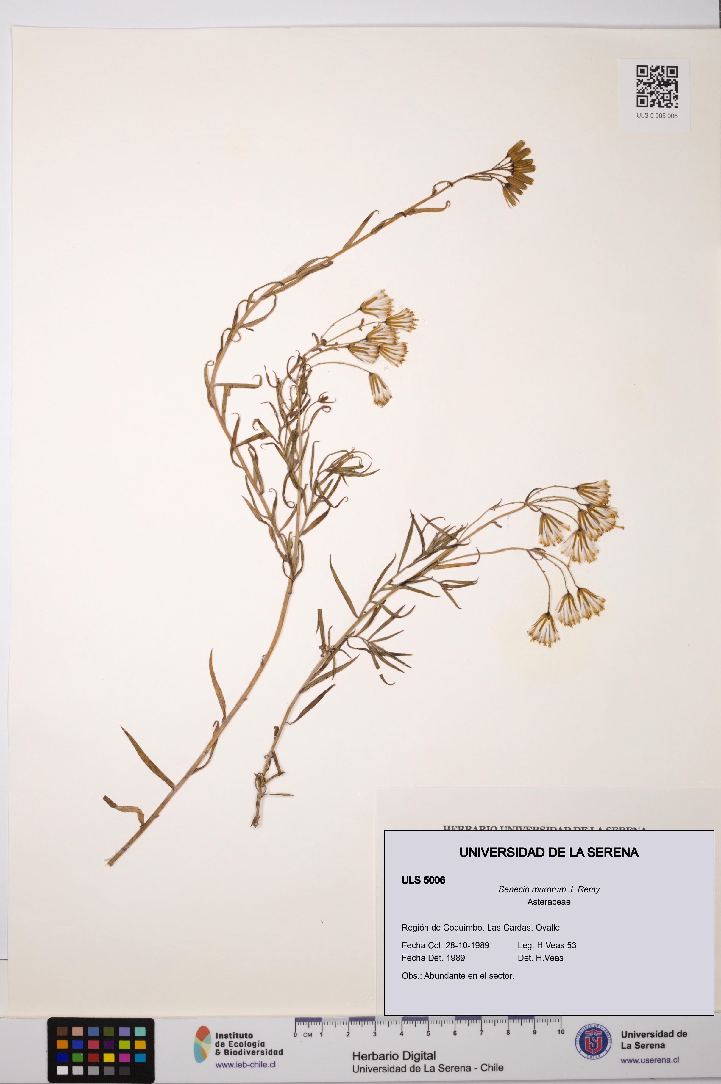 Senecio murorum [Espécimen: ULS:ULS:0005006]