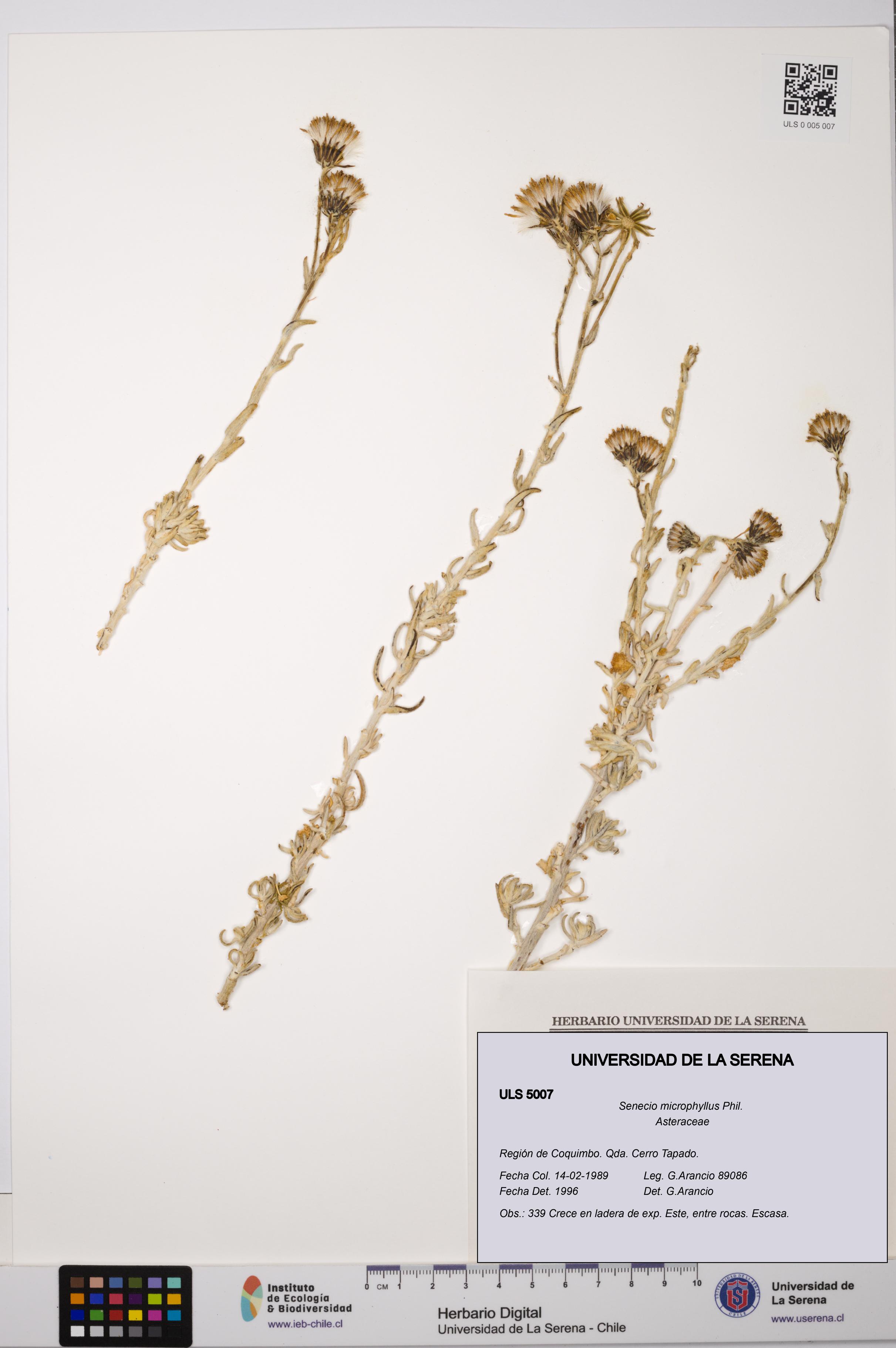 Senecio microphyllus [Espécimen: ULS:ULS:0005007]