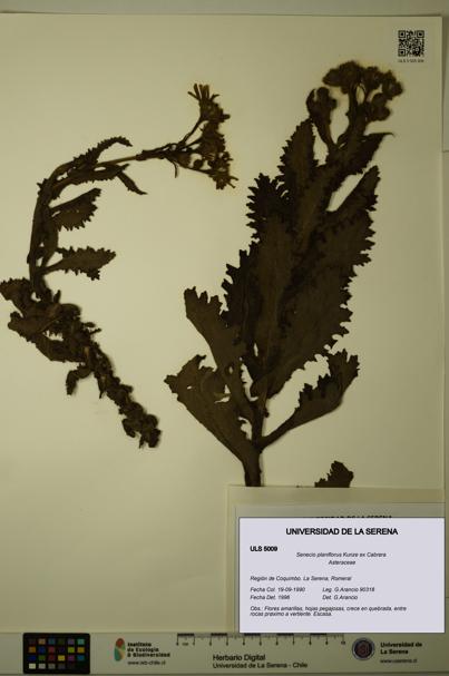 Senecio planiflorus [Espécimen: ULS:ULS:0005009]