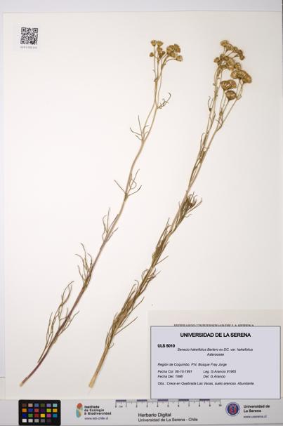 Senecio hakeifolius var. hakeifolius [Espécimen: ULS:ULS:0005010]