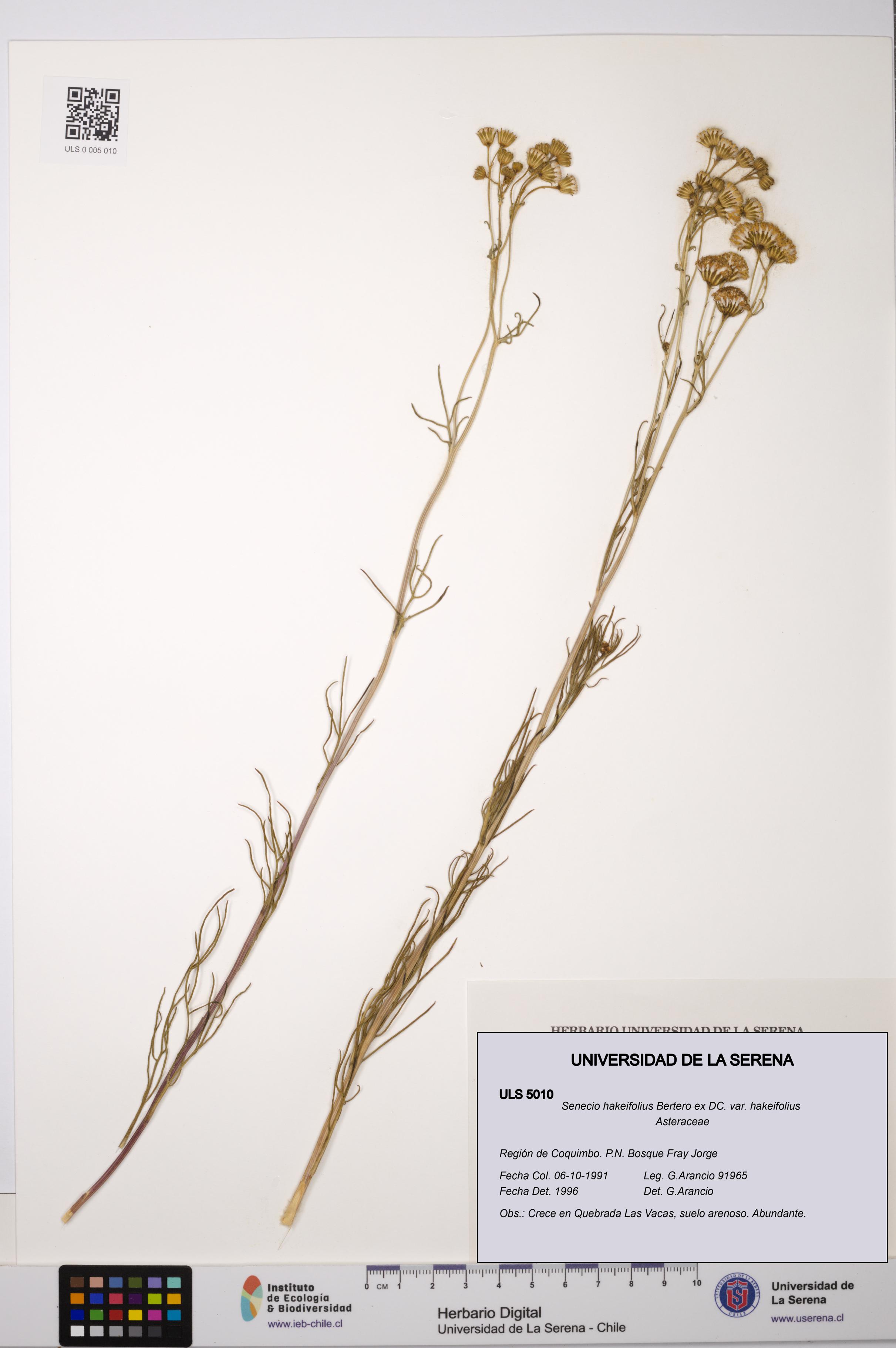 Senecio hakeifolius var. hakeifolius [Espécimen: ULS:ULS:0005010]