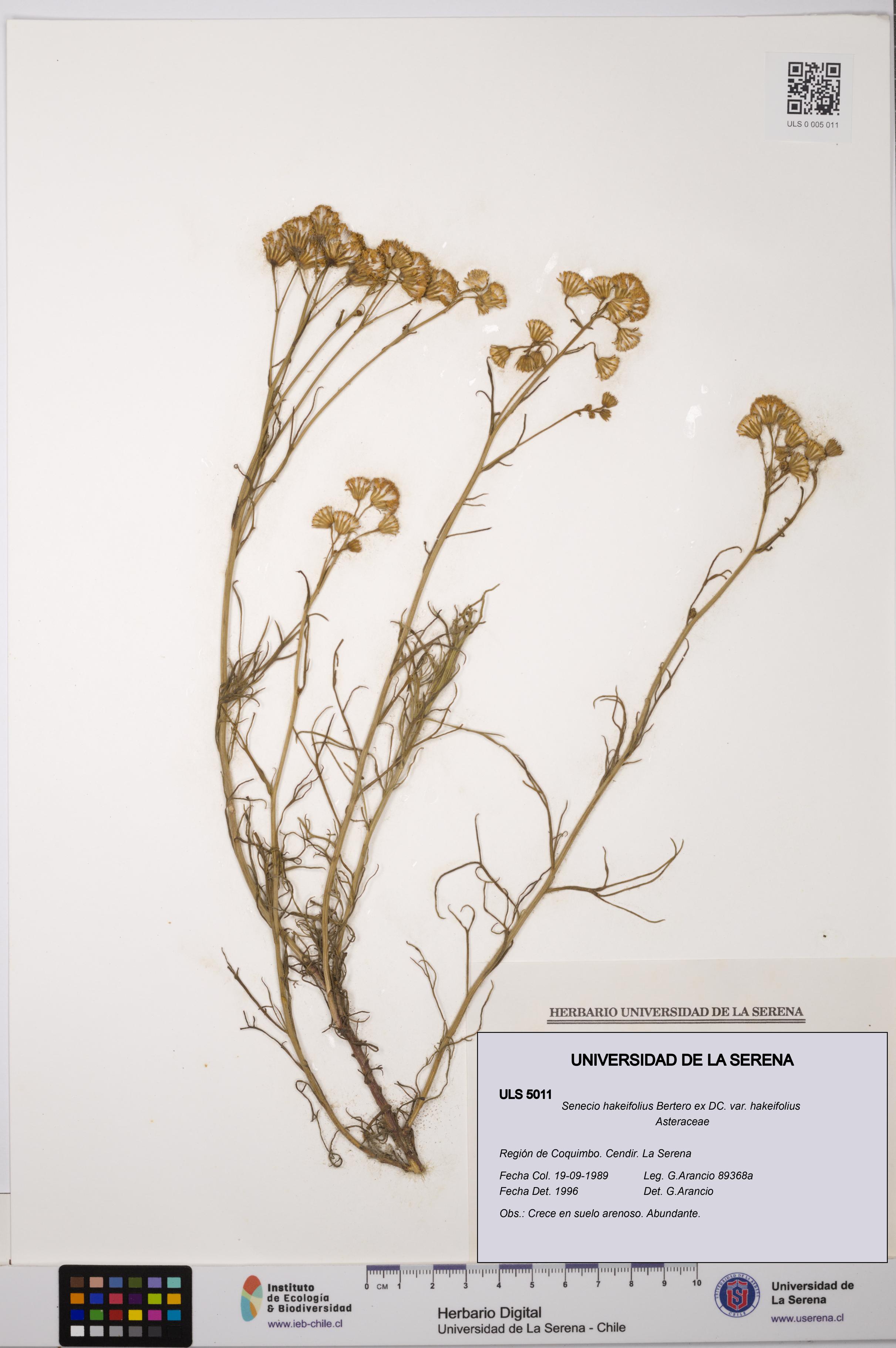 Senecio hakeifolius var. hakeifolius [Espécimen: ULS:ULS:0005011]