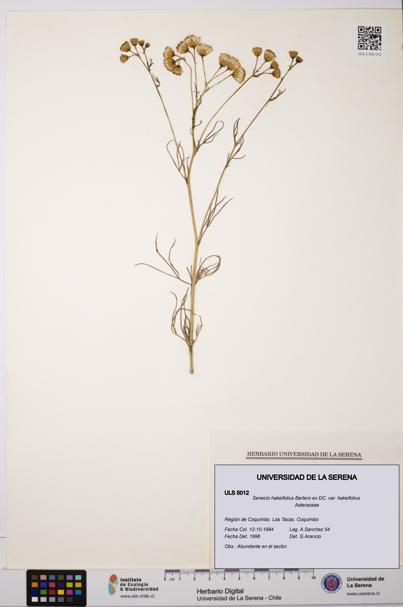 Senecio hakeifolius var. hakeifolius [Espécimen: ULS:ULS:0005012]