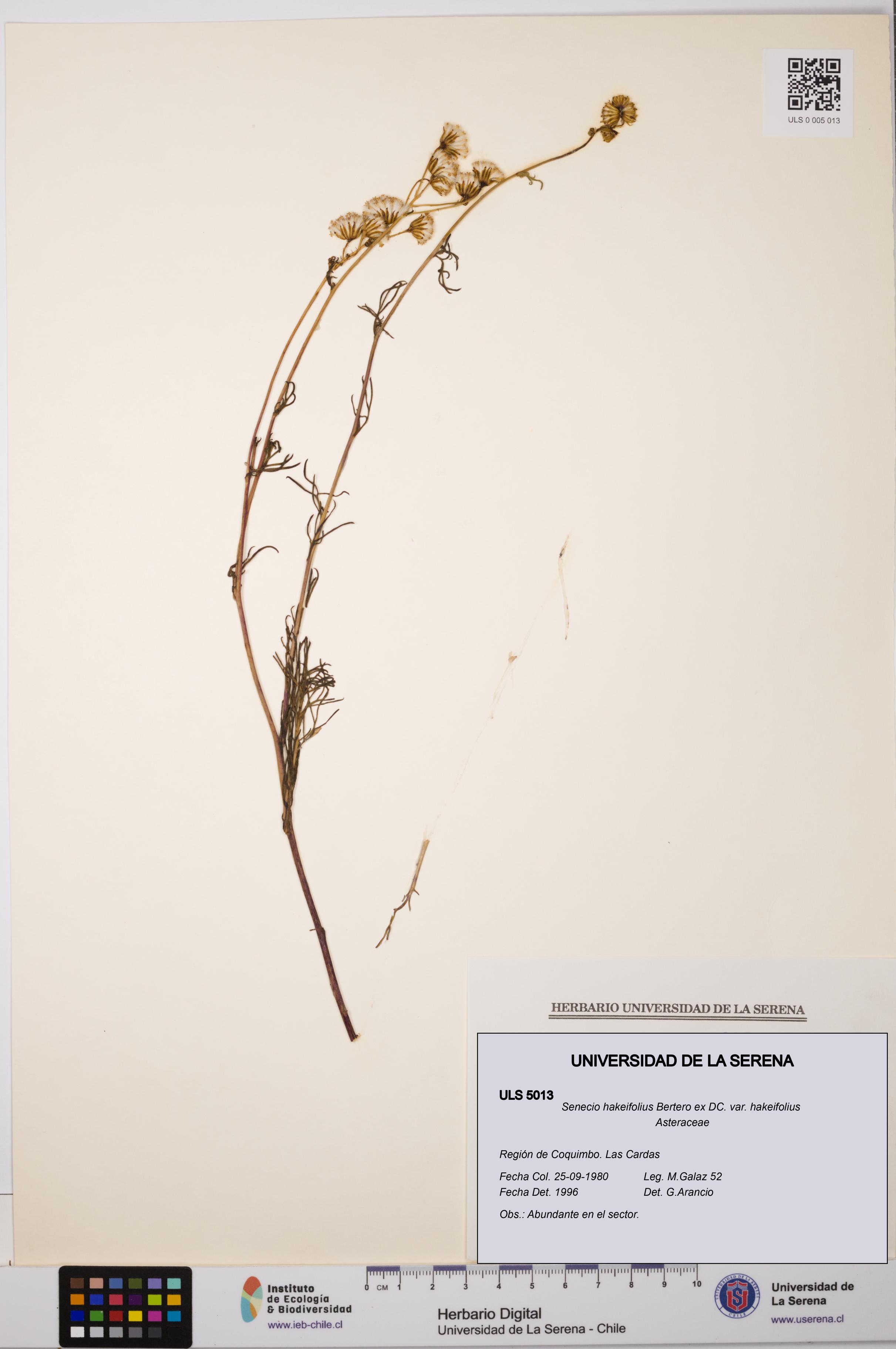 Senecio hakeifolius var. hakeifolius [Espécimen: ULS:ULS:0005013]