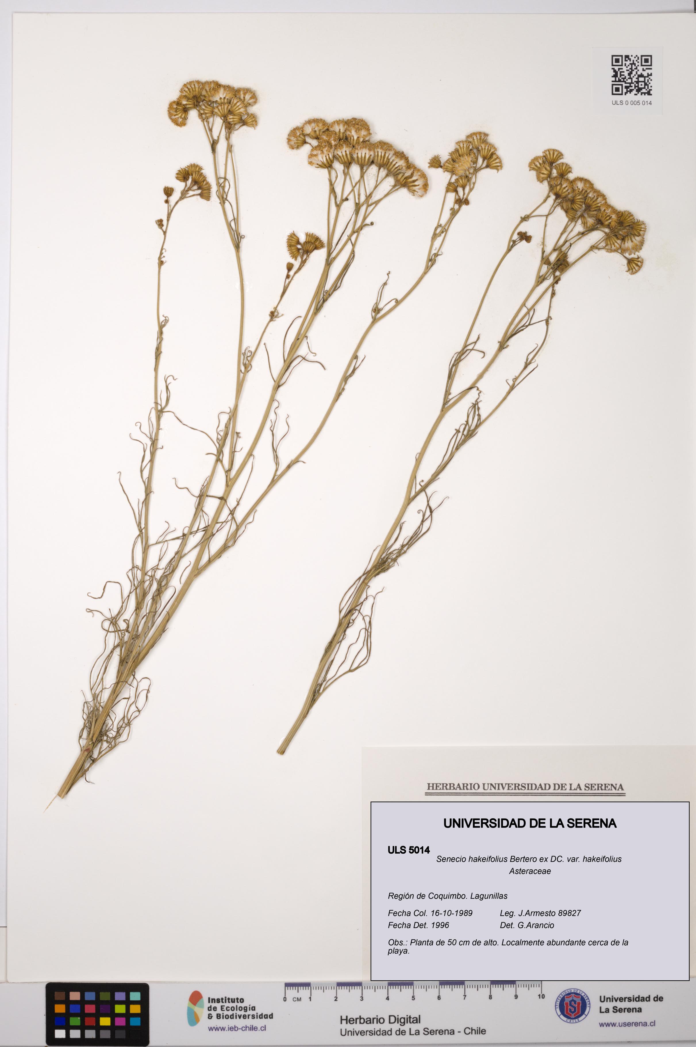 Senecio hakeifolius var. hakeifolius [Espécimen: ULS:ULS:0005014]