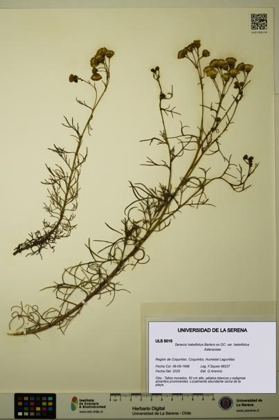 Senecio hakeifolius var. hakeifolius [Espécimen: ULS:ULS:0005015]