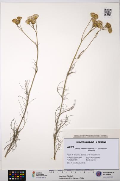 Senecio hakeifolius var. hakeifolius [Espécimen: ULS:ULS:0005016]