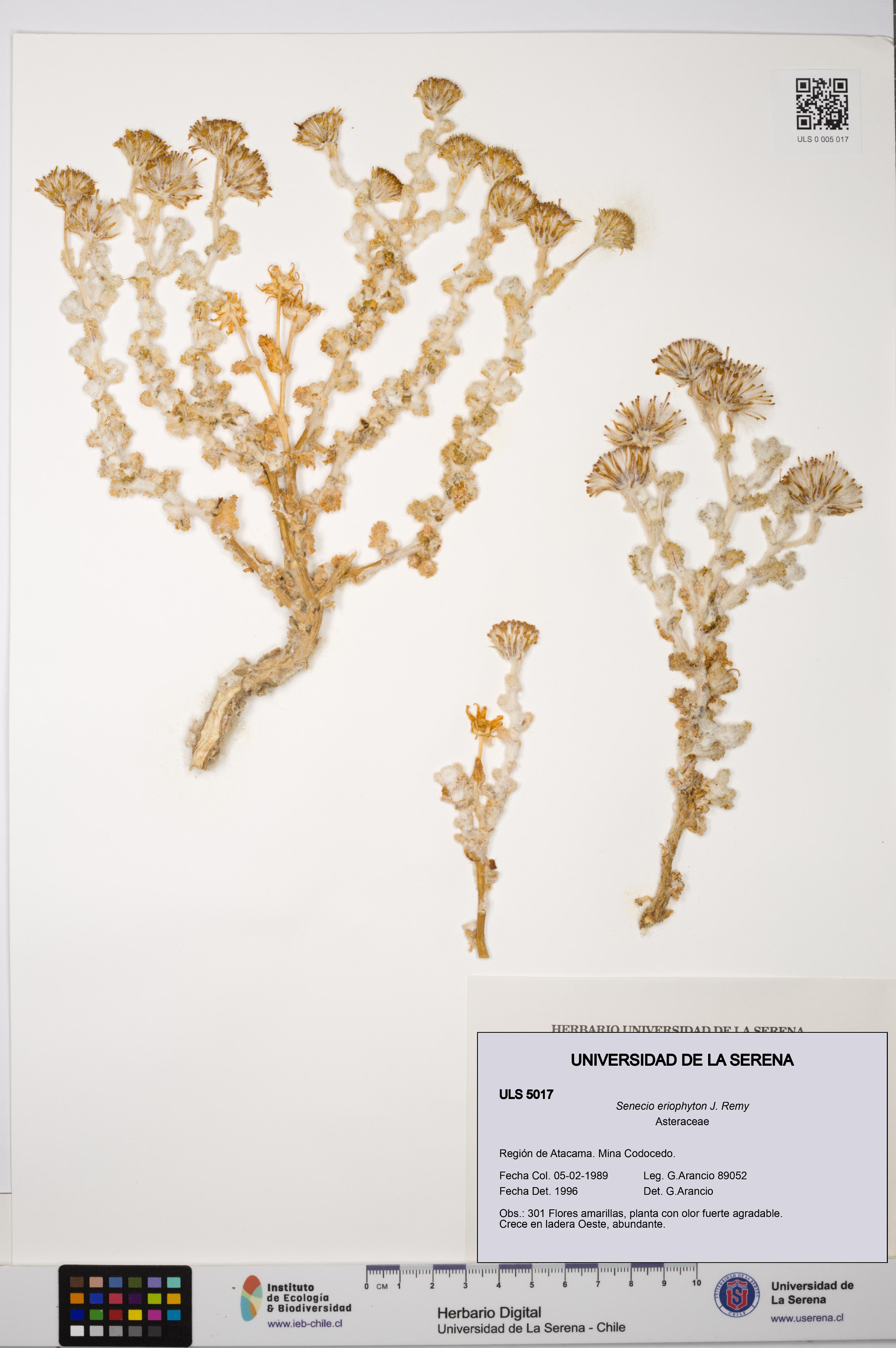 Senecio eriophyton [Espécimen: ULS:ULS:0005017]