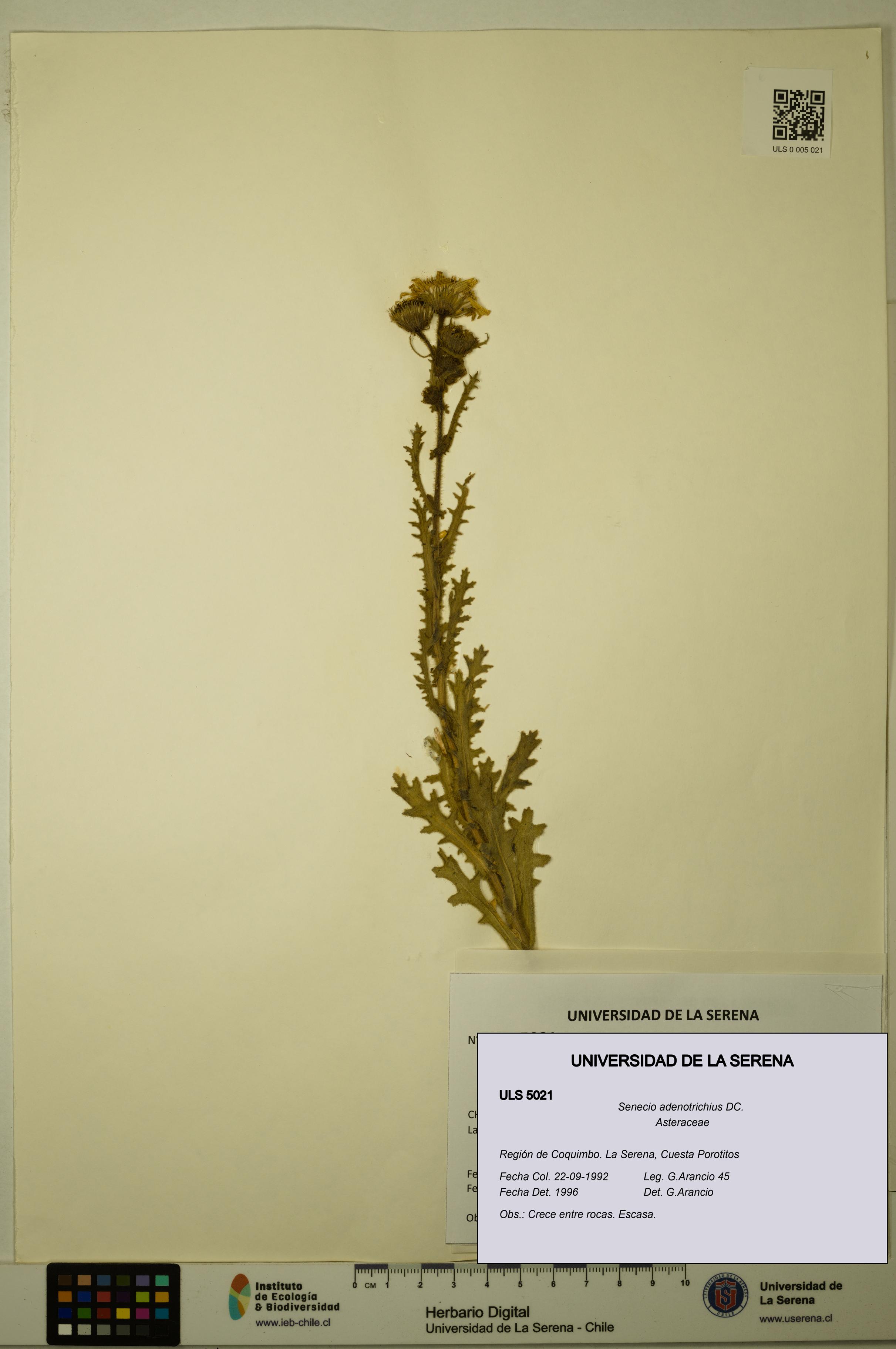 Senecio adenotrichius [Espécimen: ULS:ULS:0005021]