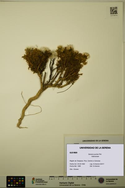 Senecio puchei [Espécimen: ULS:ULS:0005023]