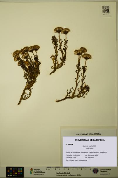 Senecio puchei [Espécimen: ULS:ULS:0005024]