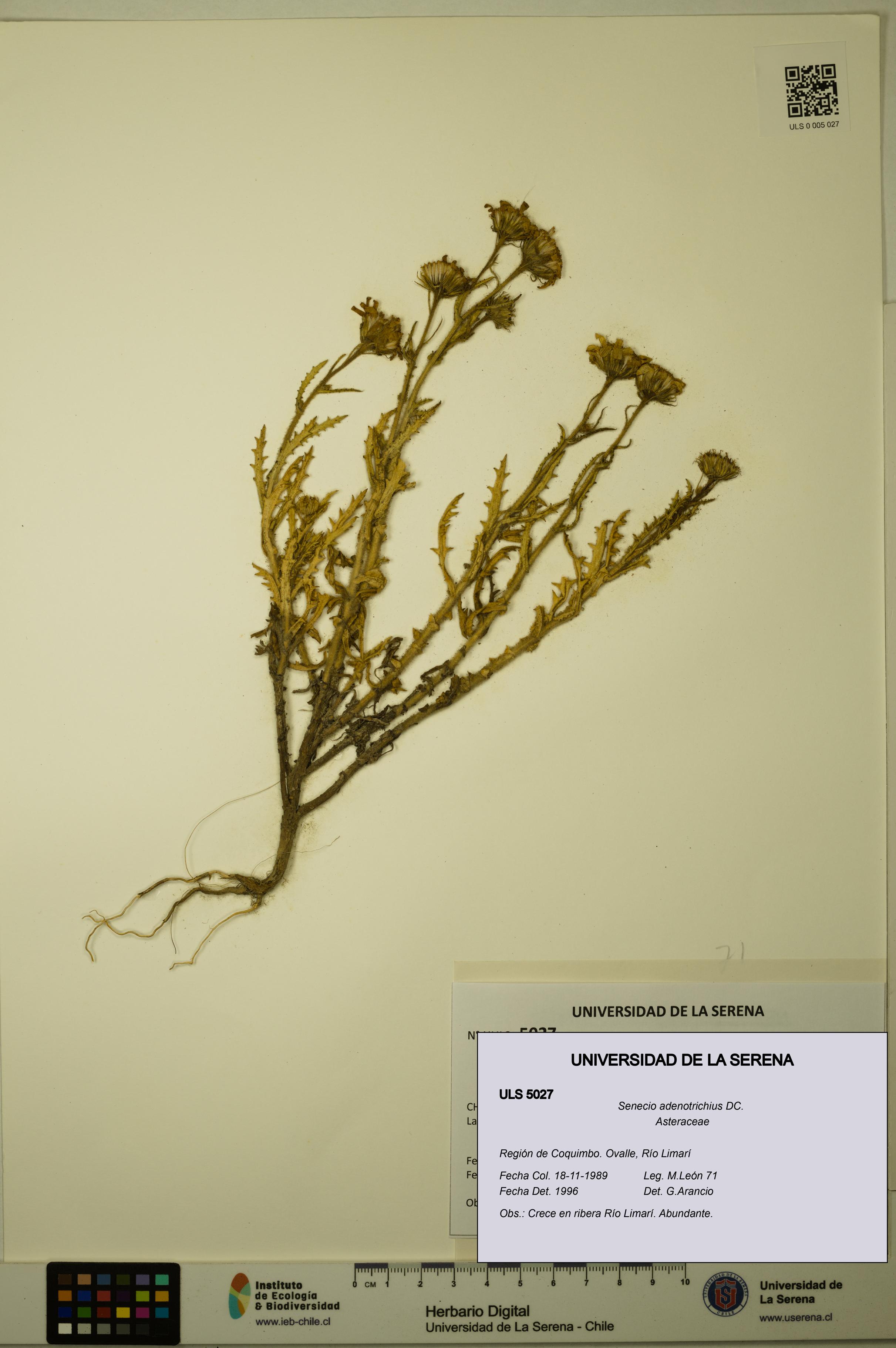 Senecio adenotrichius [Espécimen: ULS:ULS:0005027]