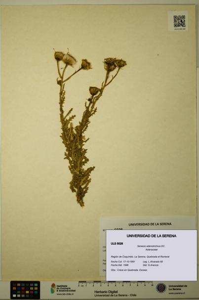 Senecio adenotrichius [Espécimen: ULS:ULS:0005028]
