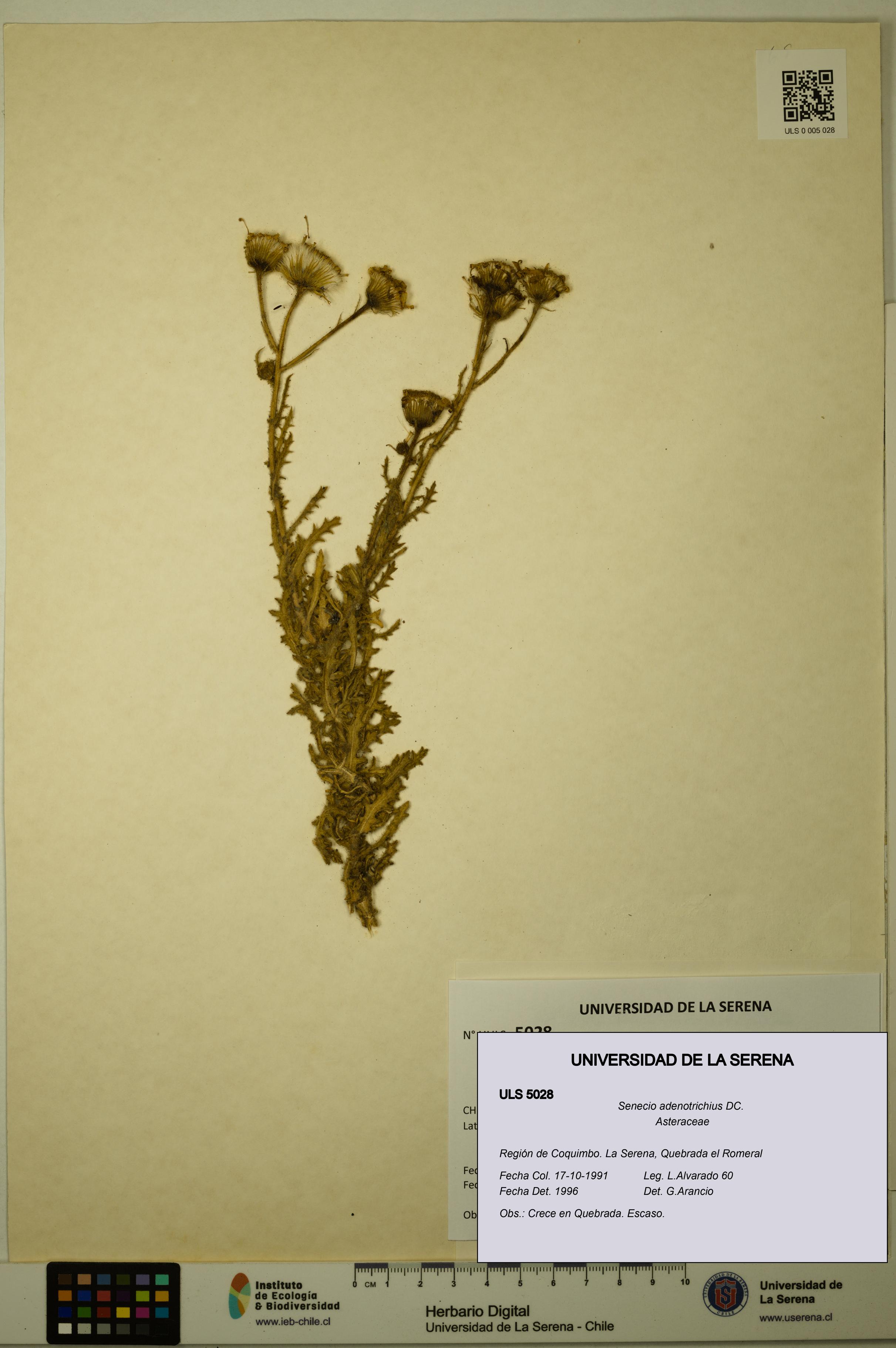 Senecio adenotrichius [Espécimen: ULS:ULS:0005028]