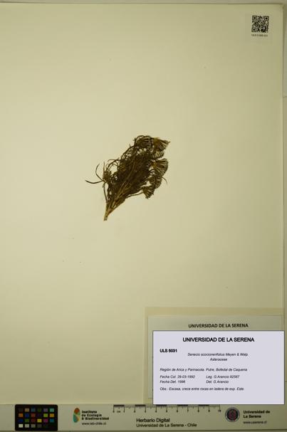 Senecio scorzonerifolius [Espécimen: ULS:ULS:0005031]