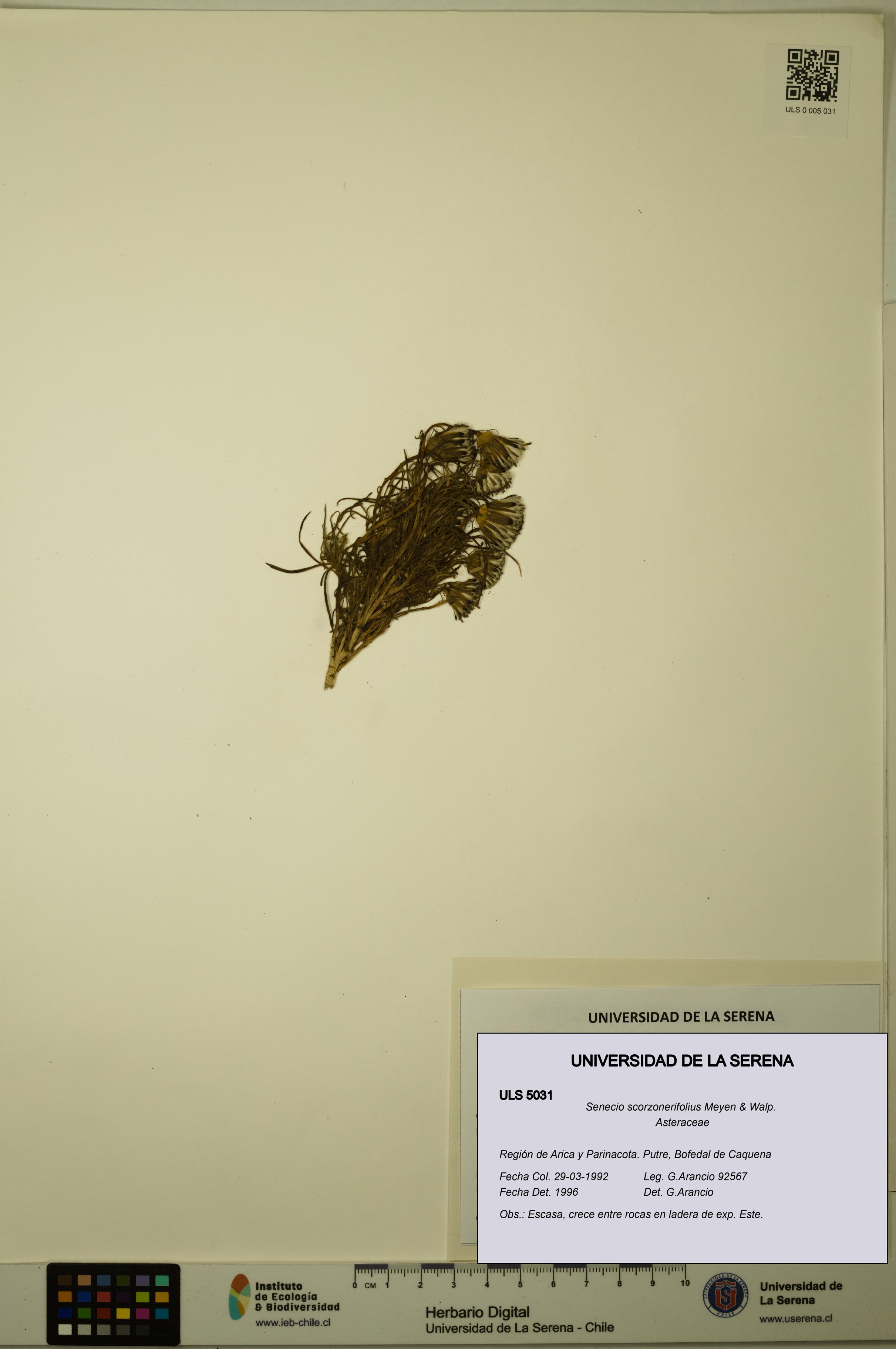 Senecio scorzonerifolius [Espécimen: ULS:ULS:0005031]