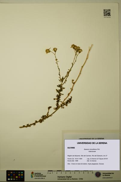 Senecio minutifolius [Espécimen: ULS:ULS:0005032]