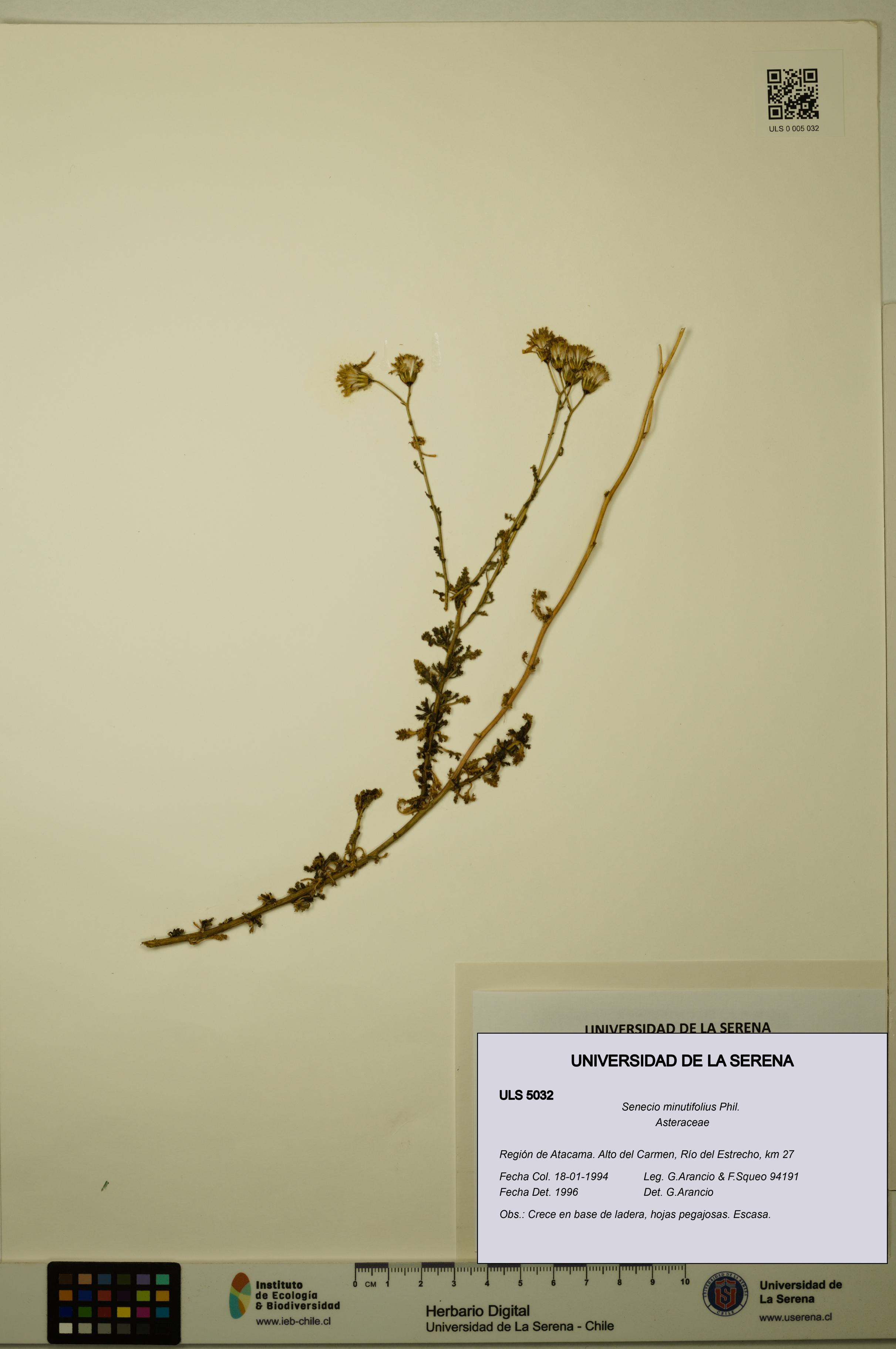 Senecio minutifolius [Espécimen: ULS:ULS:0005032]