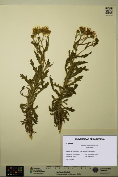Senecio coquimbensis [Espécimen: ULS:ULS:0005033]