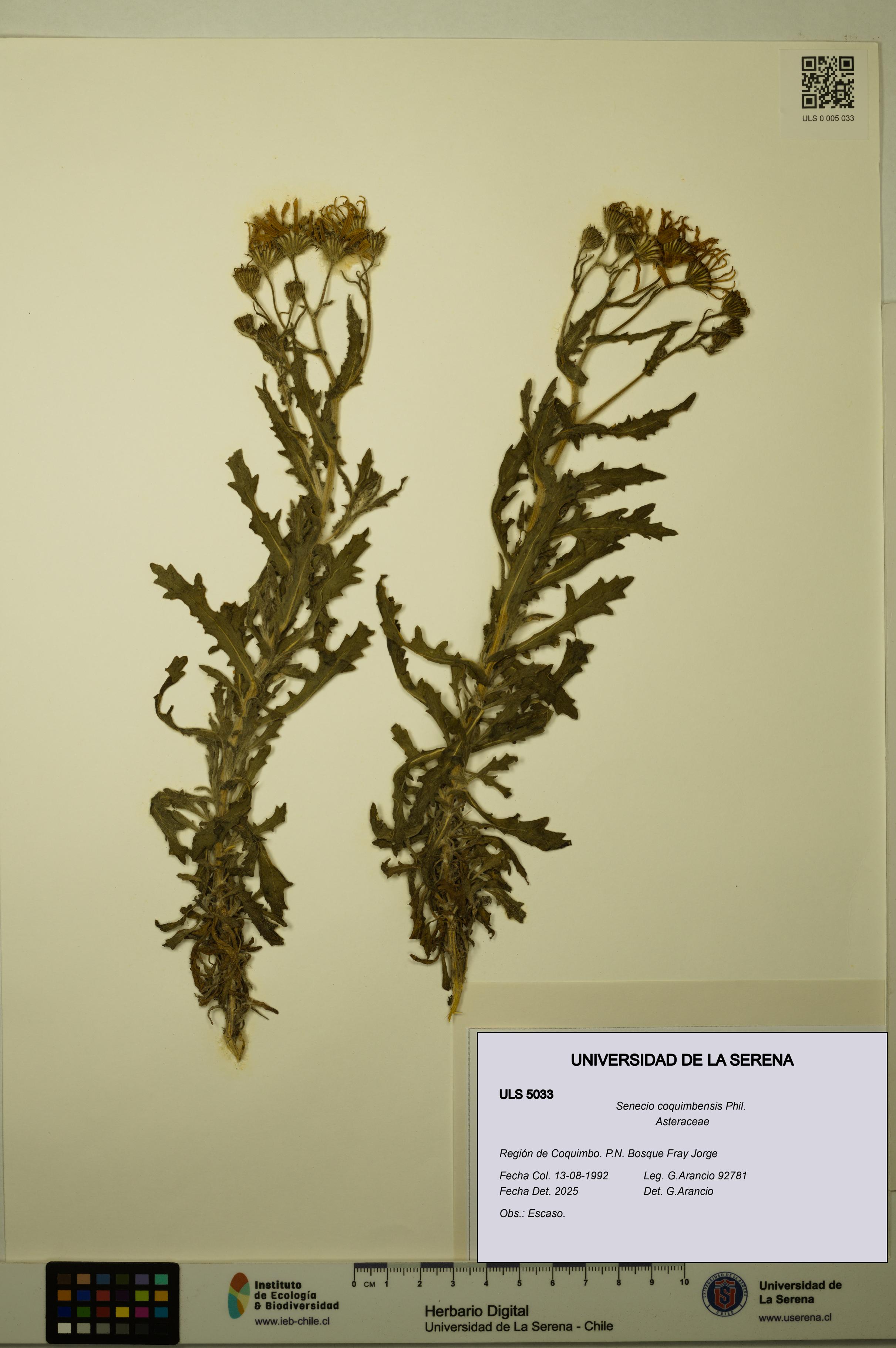 Senecio coquimbensis [Espécimen: ULS:ULS:0005033]