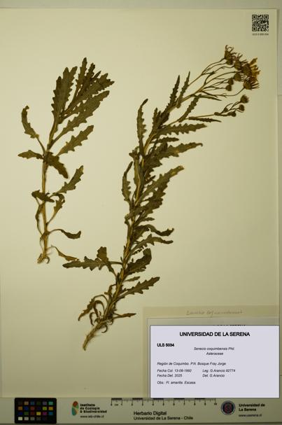 Senecio coquimbensis [Espécimen: ULS:ULS:0005034]