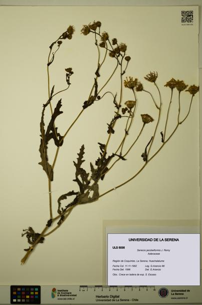 Senecio jacobeiformis [Espécimen: ULS:ULS:0005035]