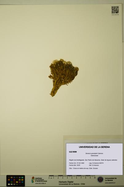 Senecio grandjotii [Espécimen: ULS:ULS:0005039]