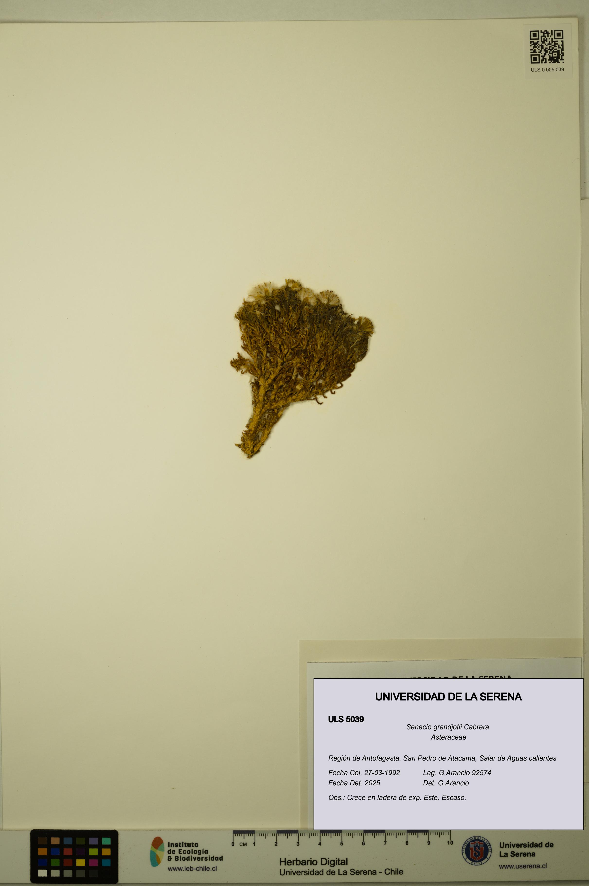 Senecio grandjotii [Espécimen: ULS:ULS:0005039]