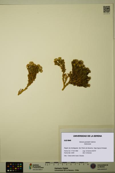 Senecio grandjotii [Espécimen: ULS:ULS:0005040]