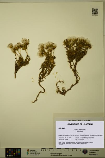 Senecio segethii [Espécimen: ULS:ULS:0005043]