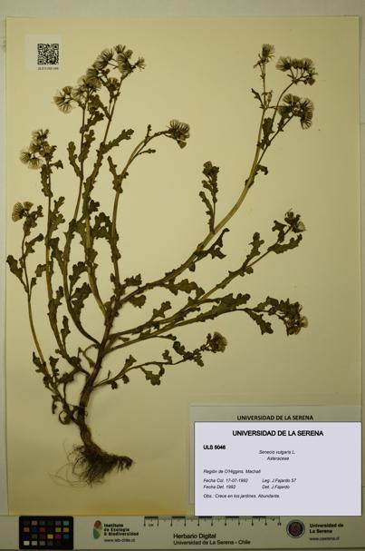 Senecio vulgaris [Espécimen: ULS:ULS:0005046]
