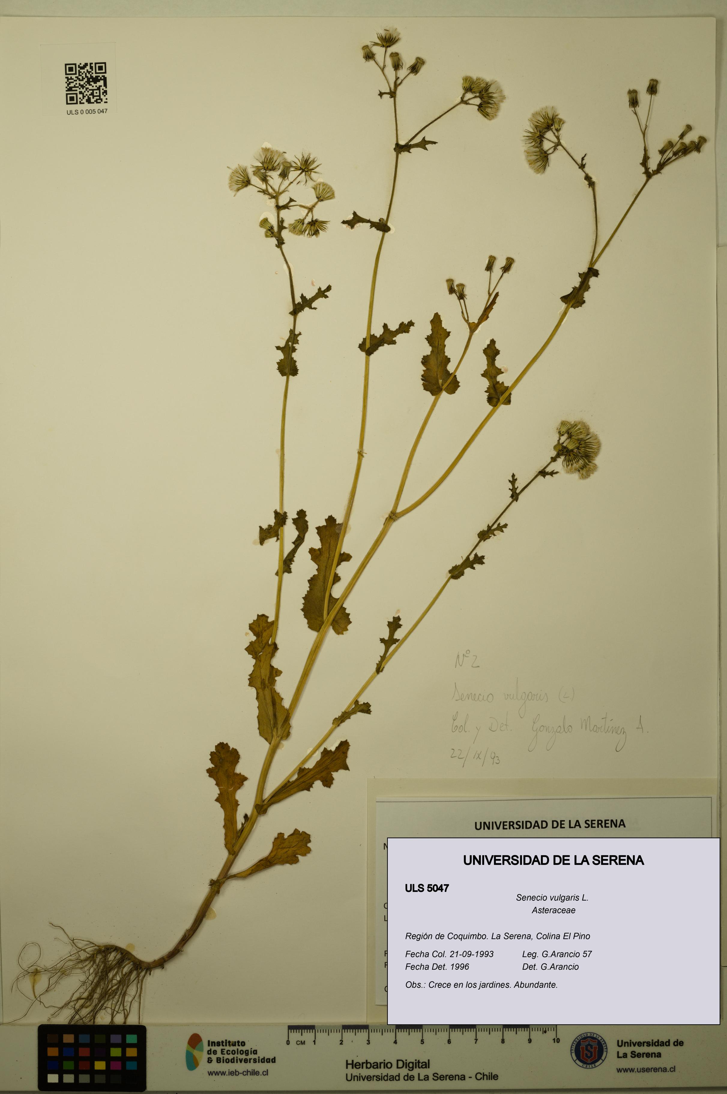 Senecio vulgaris [Espécimen: ULS:ULS:0005047]