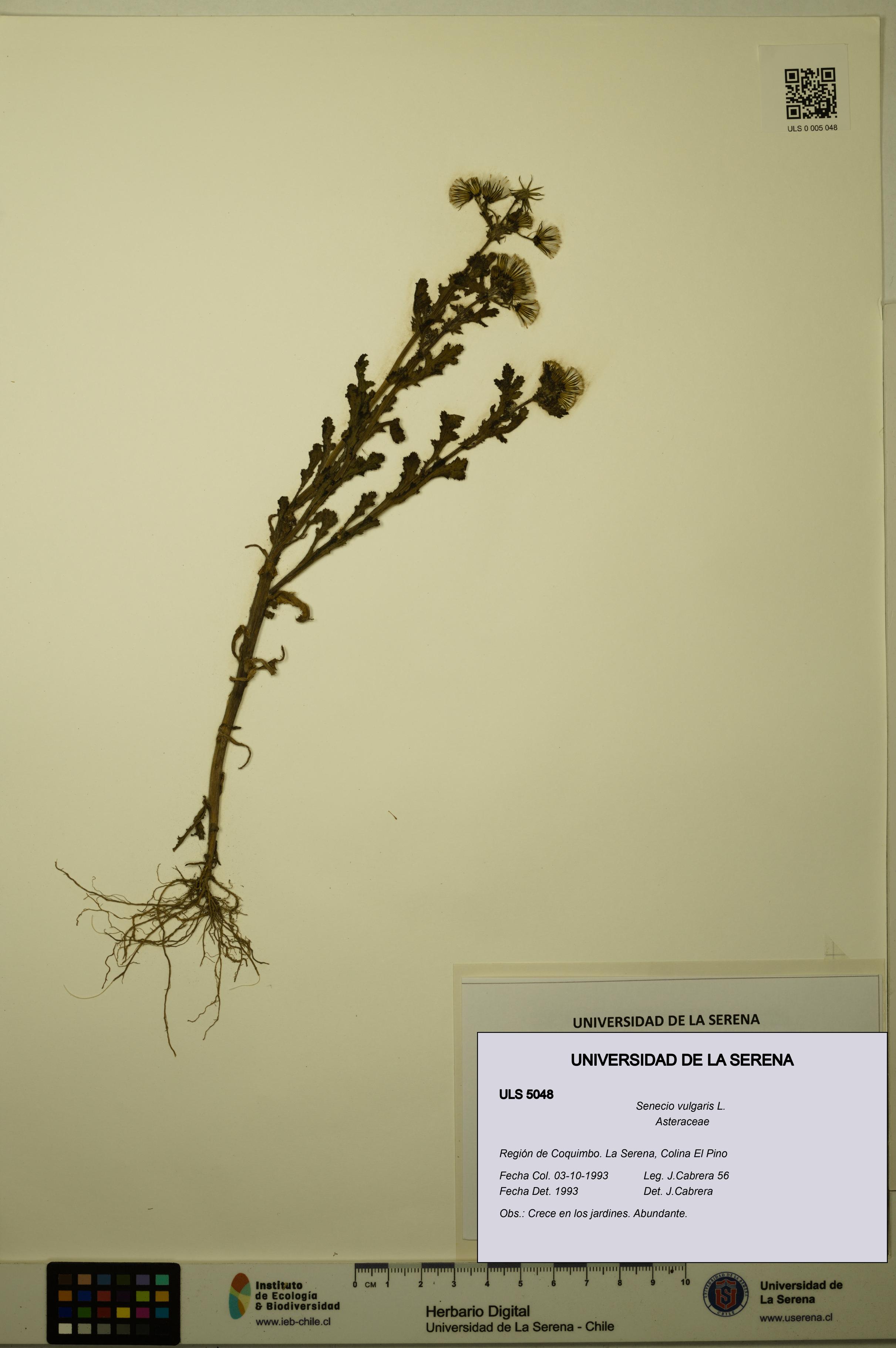 Senecio vulgaris [Espécimen: ULS:ULS:0005048]