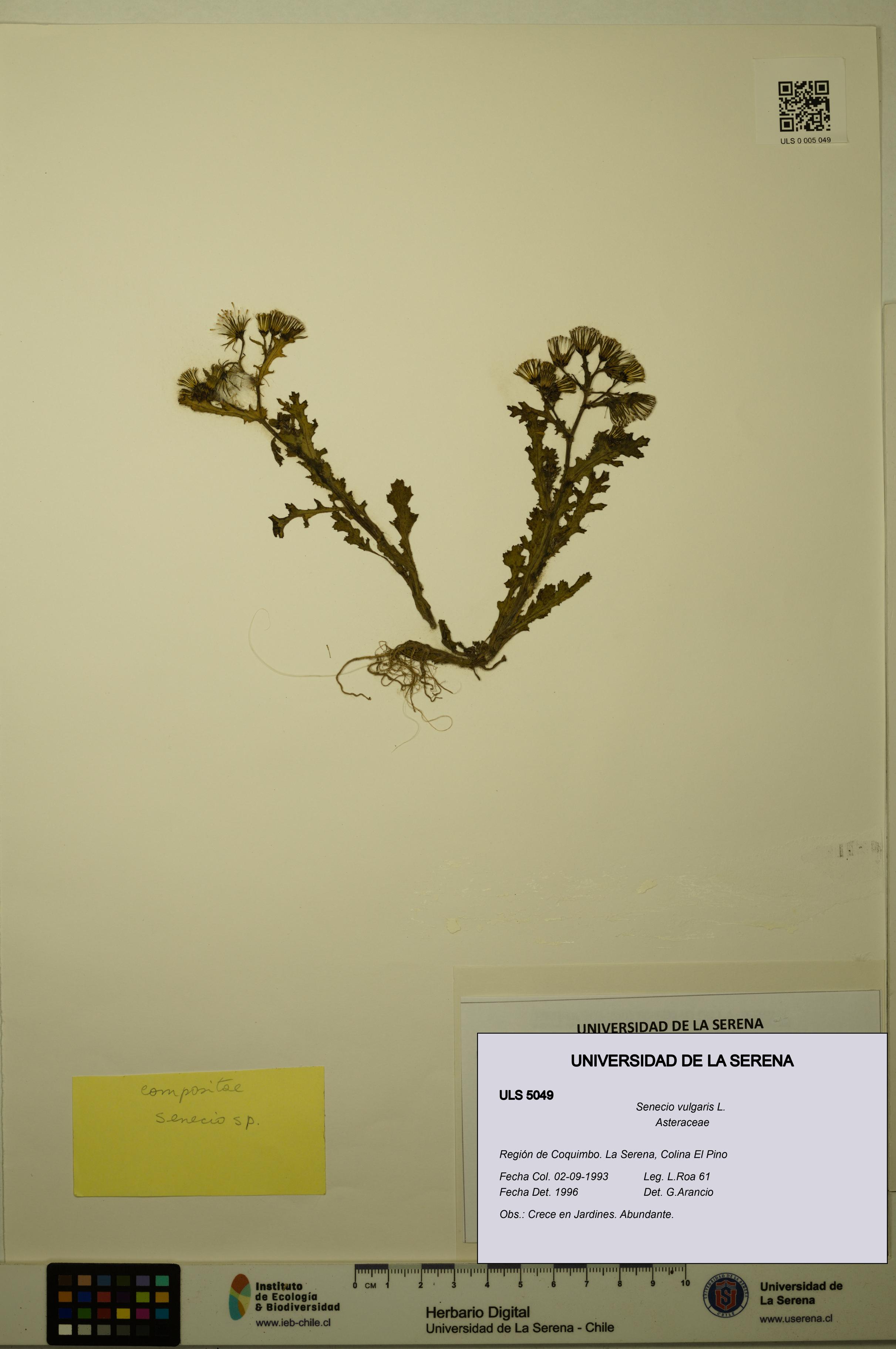 Senecio vulgaris [Espécimen: ULS:ULS:0005049]