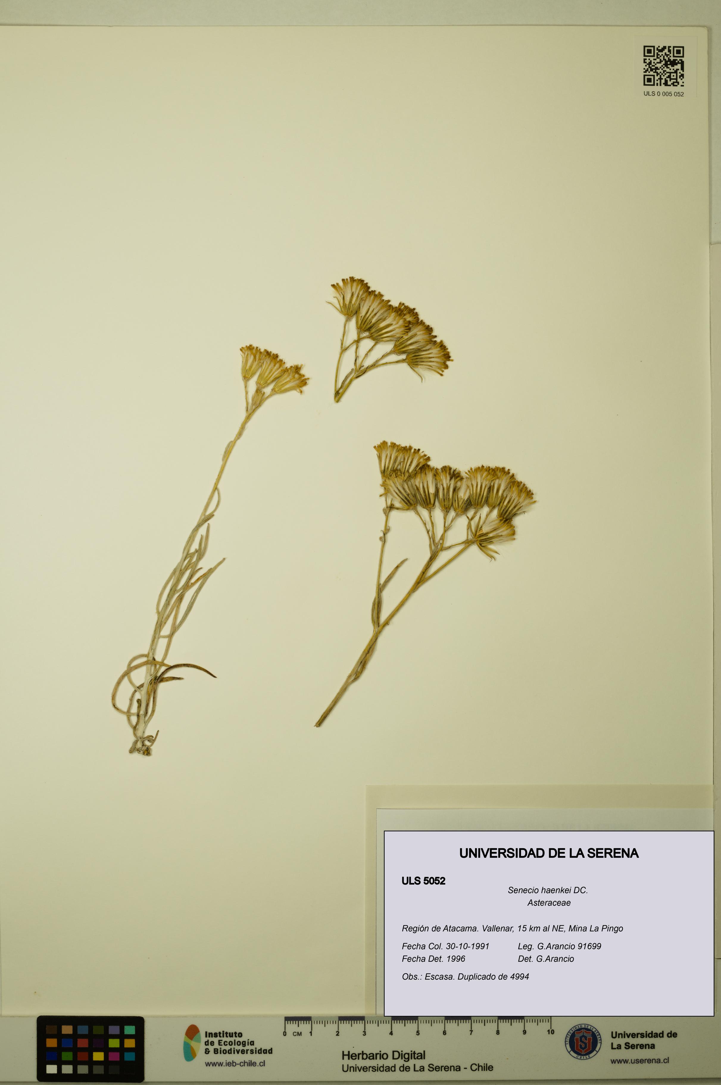 Senecio haenkei [Espécimen: ULS:ULS:0005052]