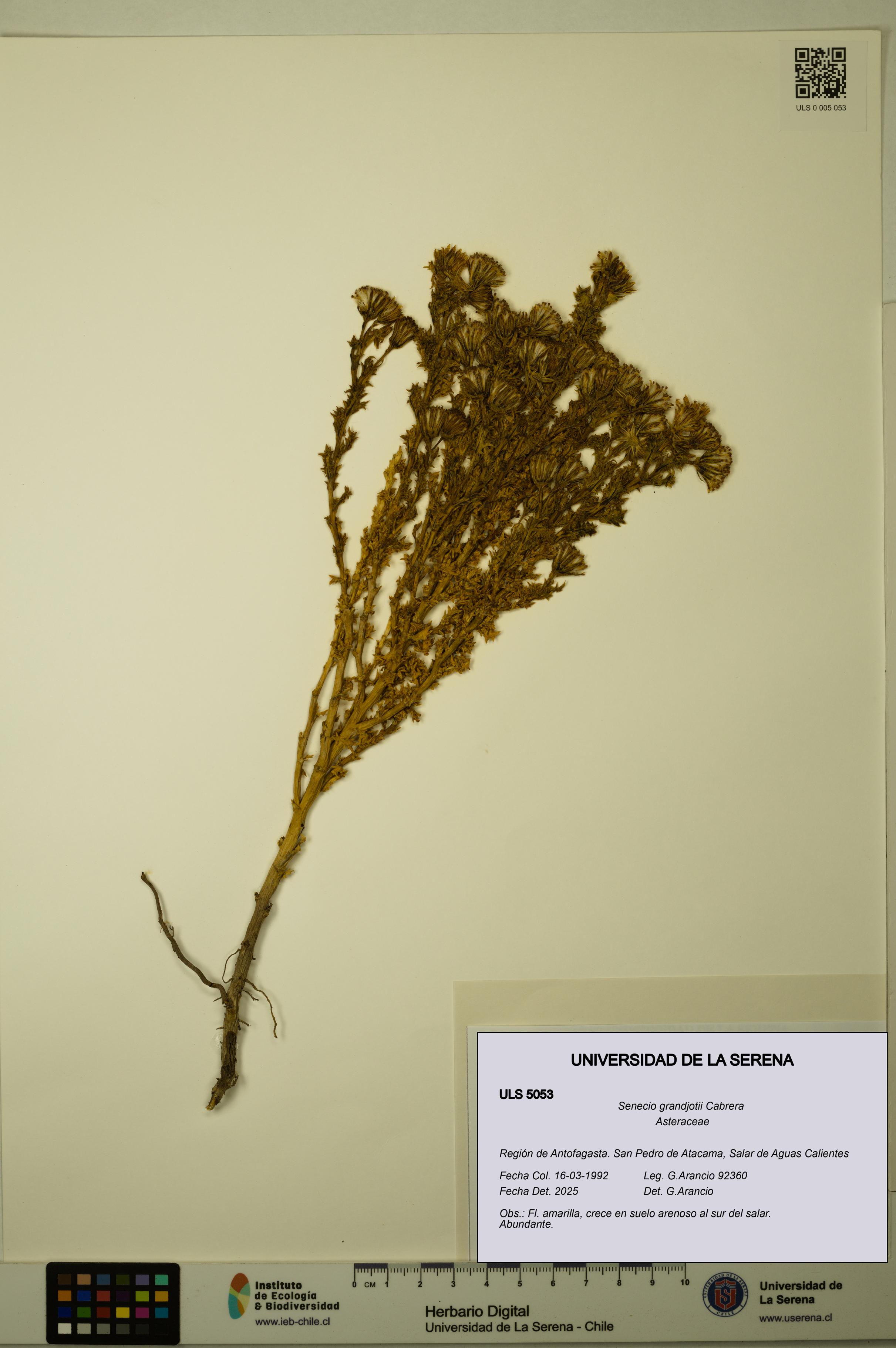 Senecio grandjotii [Espécimen: ULS:ULS:0005053]