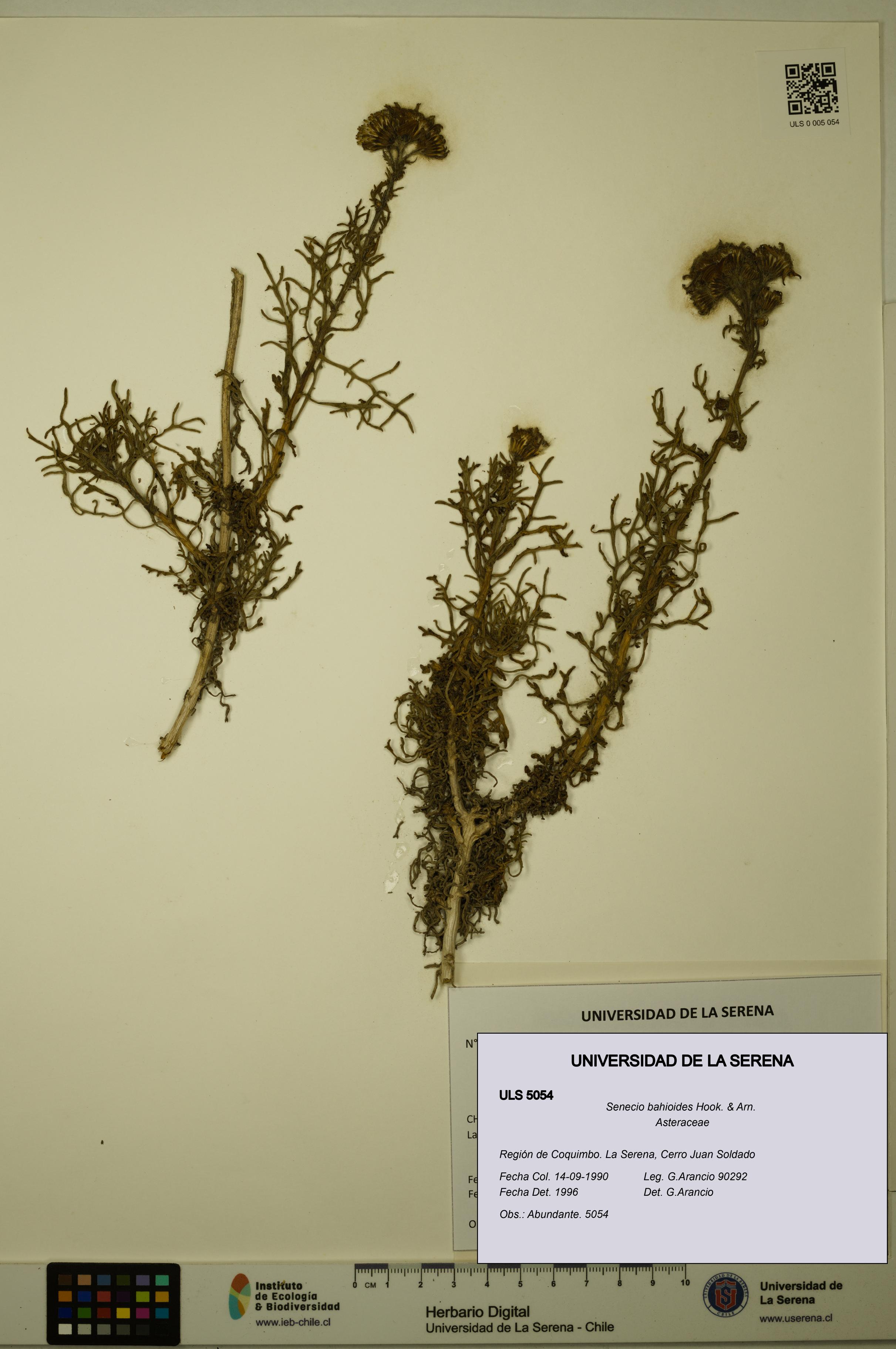 Senecio bahioides [Espécimen: ULS:ULS:0005054]