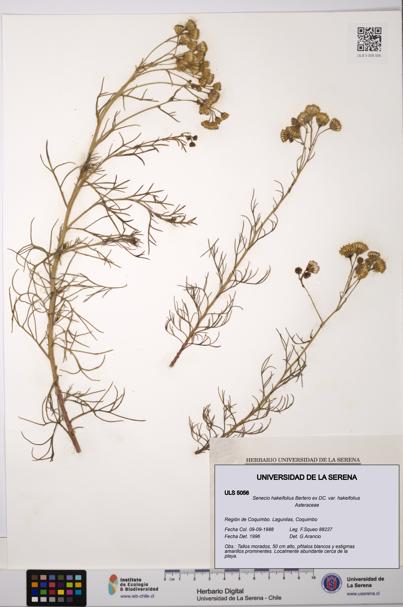 Senecio hakeifolius var. hakeifolius [Espécimen: ULS:ULS:0005056]