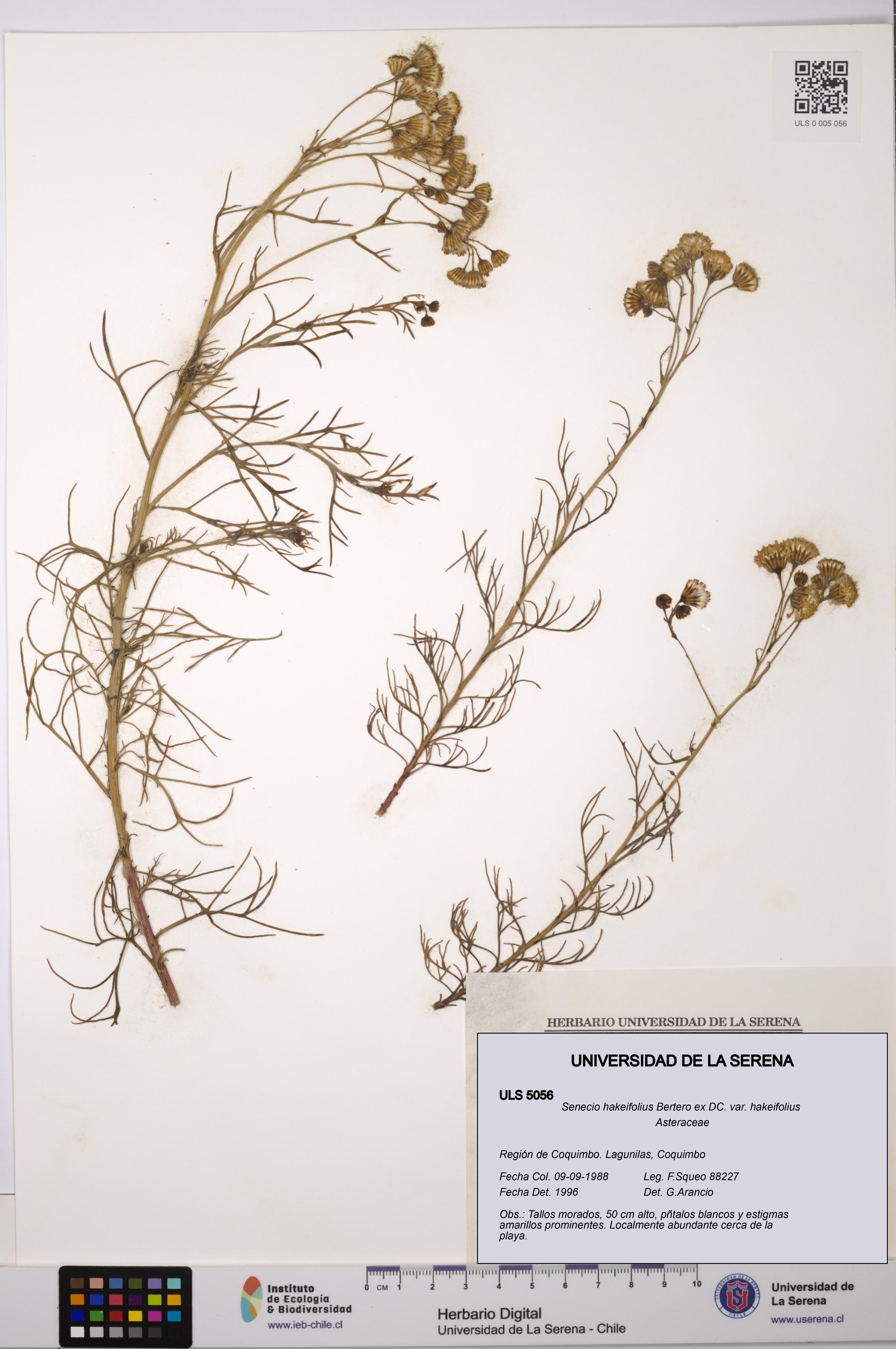 Senecio hakeifolius var. hakeifolius [Espécimen: ULS:ULS:0005056]